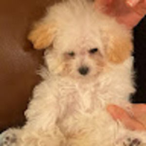 Meet your Posher, Nani